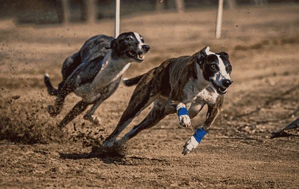 Irish Greyhound Racing Set For Betting Broadcast Surge