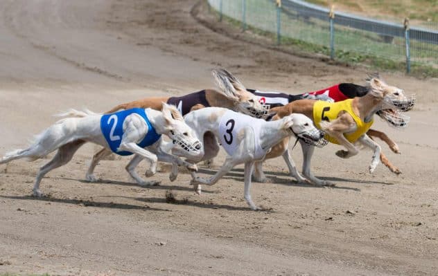 Best Sportsbooks for Greyhound Betting