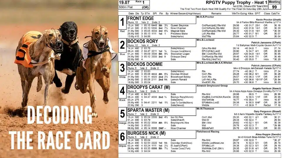 Expert Greyhound Tips Today