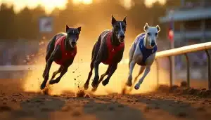 Greyhound Tips Today